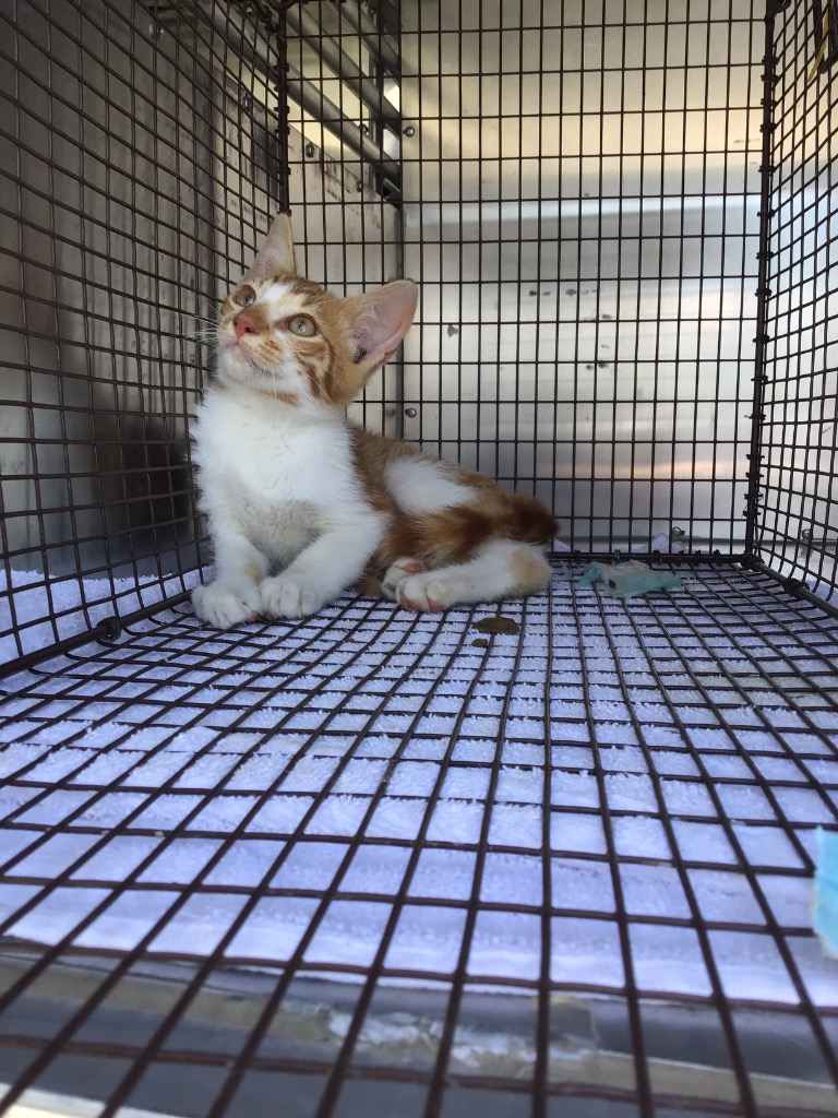 Shelter Stray Unknown Cat last seen Bexar County, 3353 Morningside Dr, New Braunfels, TX 78132, USA