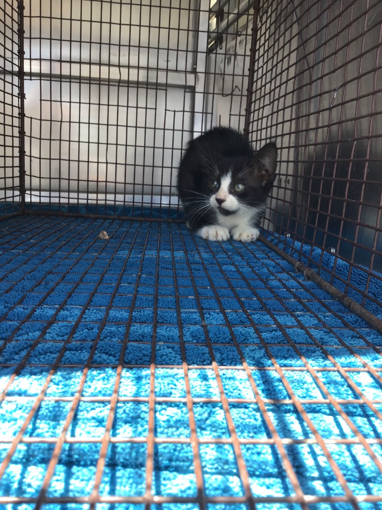 Shelter Stray Unknown Cat last seen Bexar County, 3353 Morningside Dr, New Braunfels, TX 78132, USA