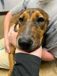 Shelter Stray Male Dog last seen Bexar County, 3353 Morningside Dr, New Braunfels, TX 78132, USA
