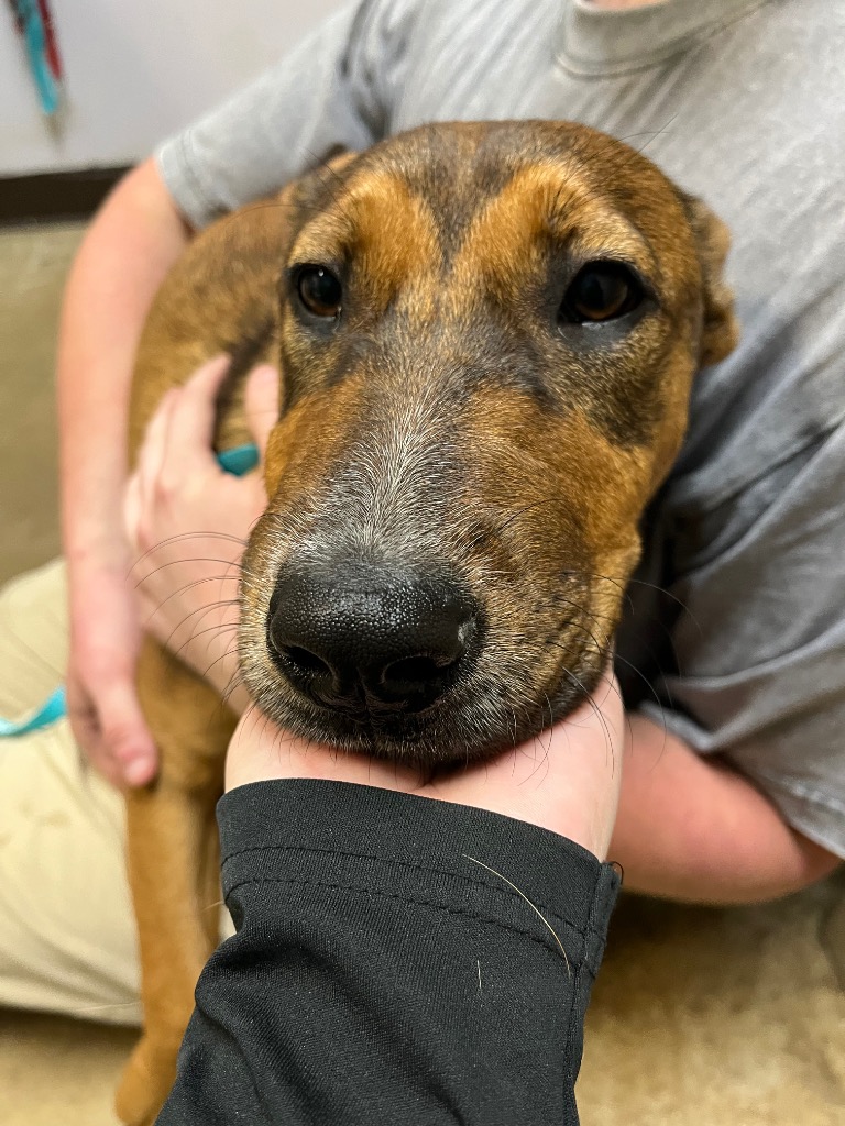 Shelter Stray Male Dog last seen Bexar County, 3353 Morningside Dr, New Braunfels, TX 78132, USA