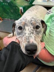 Shelter Stray Female Dog last seen Bexar County, 3353 Morningside Dr, New Braunfels, TX 78132, USA