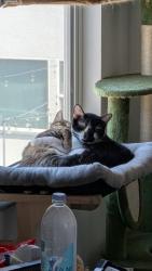 Lost Male Cat last seen Arville & Silverado, Las Vegas, NV 89141