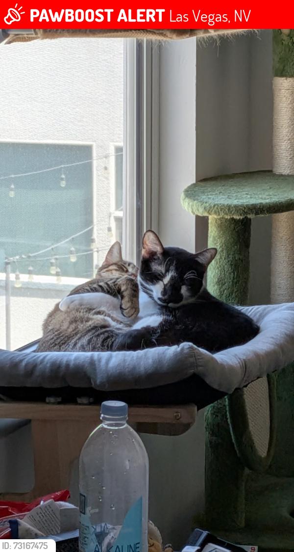 Lost Male Cat last seen Arville & Silverado, Las Vegas, NV 89141
