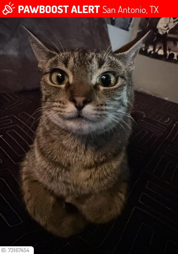 Lost Female Cat last seen Culdesac of Sunrise Crest., San Antonio, TX 78244