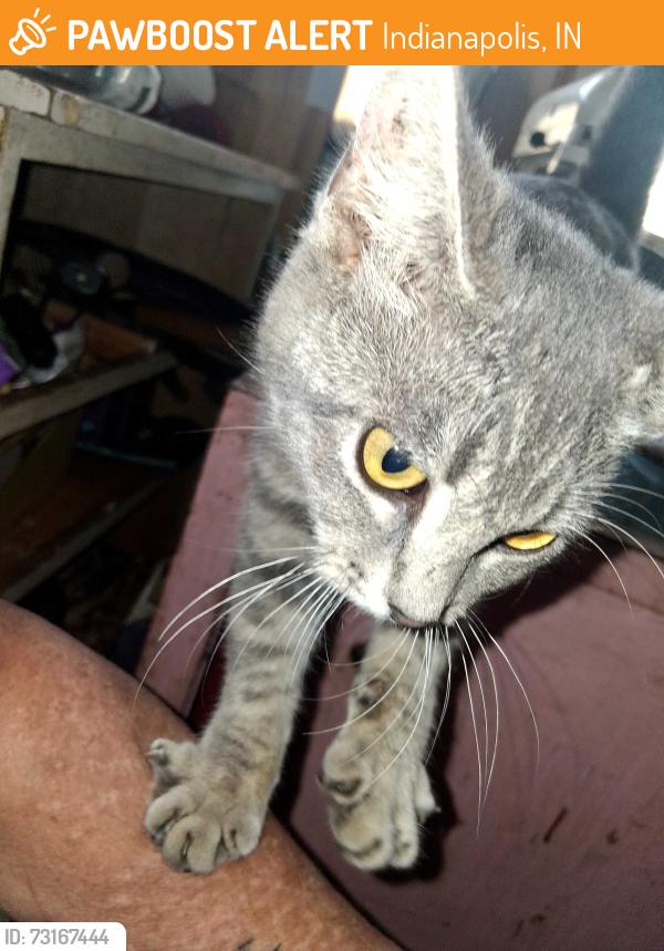 Found/Stray Female Cat last seen English Ave Clyde, Indianapolis, IN 46201