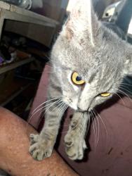 Found/Stray Female Cat last seen English Ave Clyde, Indianapolis, IN 46201