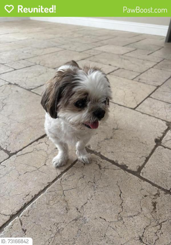 Reunited Female Dog last seen Royal Fortune and New Providence, Enterprise, NV 89141