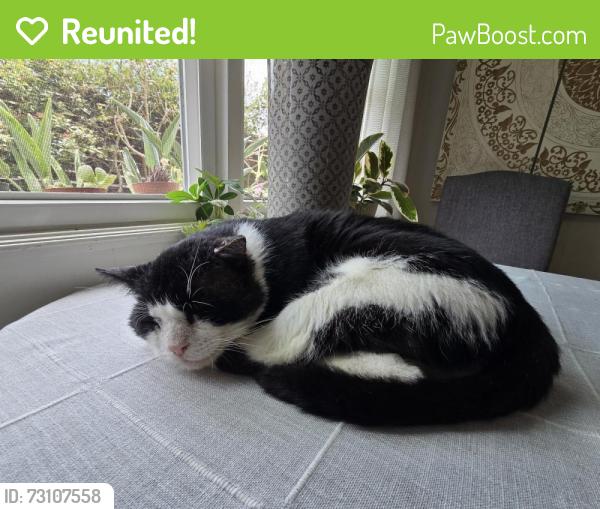 Reunited Male Cat last seen Yolo ct, San Diego, CA 92129