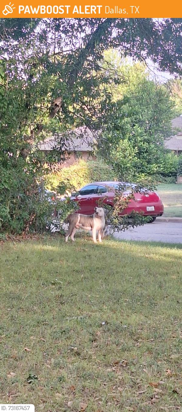 Found/Stray Male Dog last seen Bridal Wreath Ln & Franklin, Dallas, TX 75233