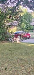 Found/Stray Male Dog last seen Bridal Wreath Ln & Franklin, Dallas, TX 75233