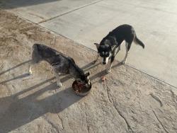 Found/Stray Female Dog last seen Markham, Woodcrest, CA 92504