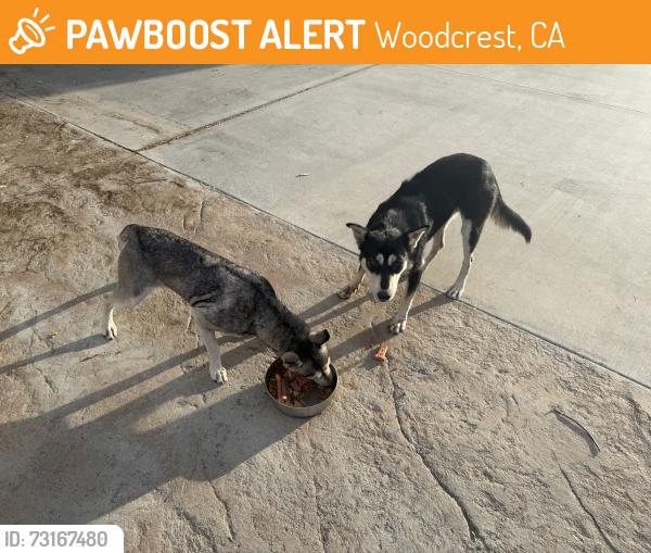 Found/Stray Female Dog last seen Markham, Woodcrest, CA 92504