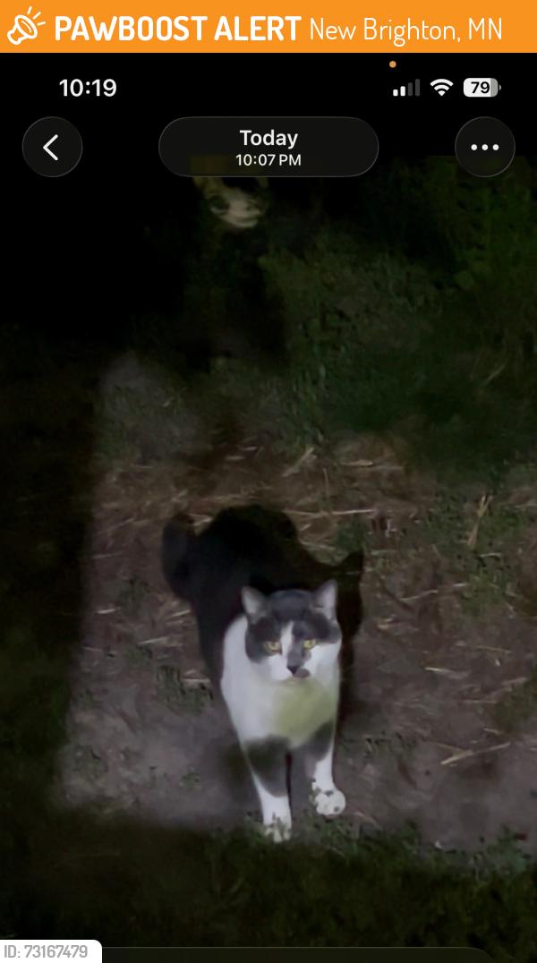 Found/Stray Unknown Cat last seen Violet street, New Brighton, MN 55112