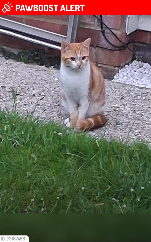 Lost Male Cat last seen CR0 9AT, Greater London, England CR0 9AT