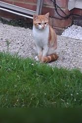 Lost Male Cat last seen CR0 9AT, Greater London, England CR0 9AT