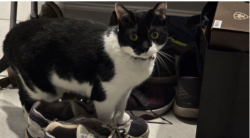 Lost Female Cat last seen Chathamberry and SouthFern, Vail, AZ 85641