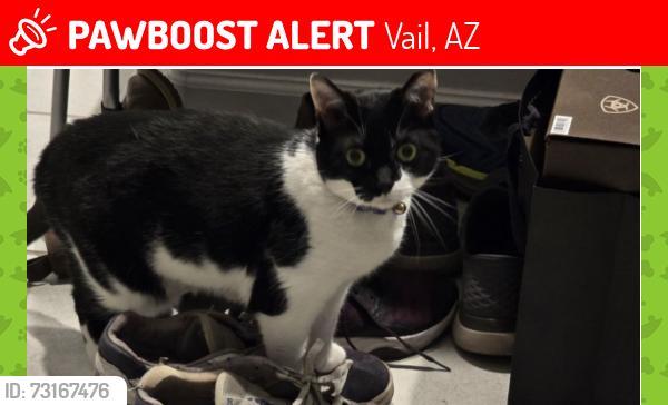 Lost Female Cat last seen Chathamberry and SouthFern, Vail, AZ 85641