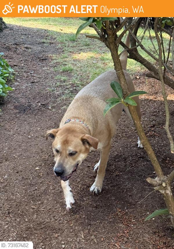 Found/Stray Male Dog last seen In the Bellwether apmt parking lots, Olympia, WA 98501