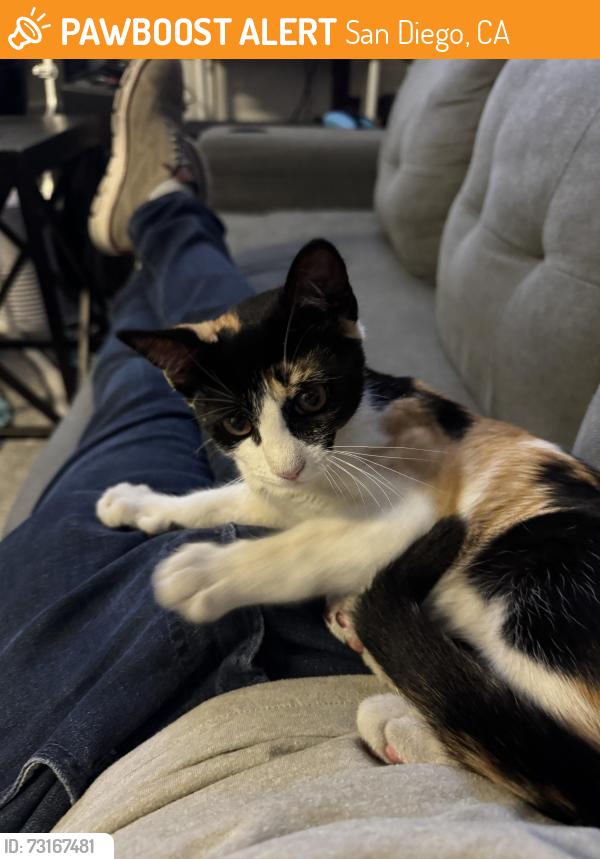 Found/Stray Female Cat last seen Winnett, Toolet, San Diego, CA 92114