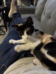 Found/Stray Female Cat last seen Winnett, Toolet, San Diego, CA 92114