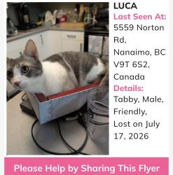 Lost Male Cat last seen Hammond Bay area, Nanaimo, BC 