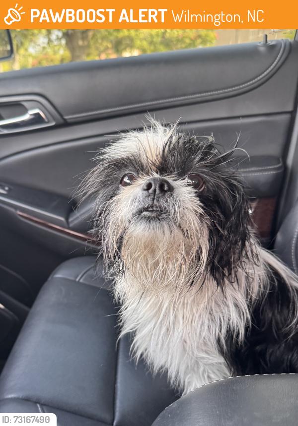 Found/Stray Female Dog last seen Oleander Dr and Independence Blvd, Wilmington, NC 28403
