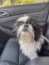Found/Stray Female Dog last seen Oleander Dr and Independence Blvd, Wilmington, NC 28403