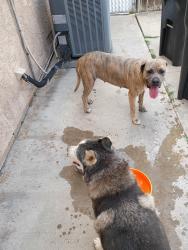 Found/Stray Unknown Dog last seen SWAN & HONEY HALLOW, Moreno Valley, CA 92557