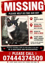 Lost Male Cat last seen Madeley, Madeley, England 