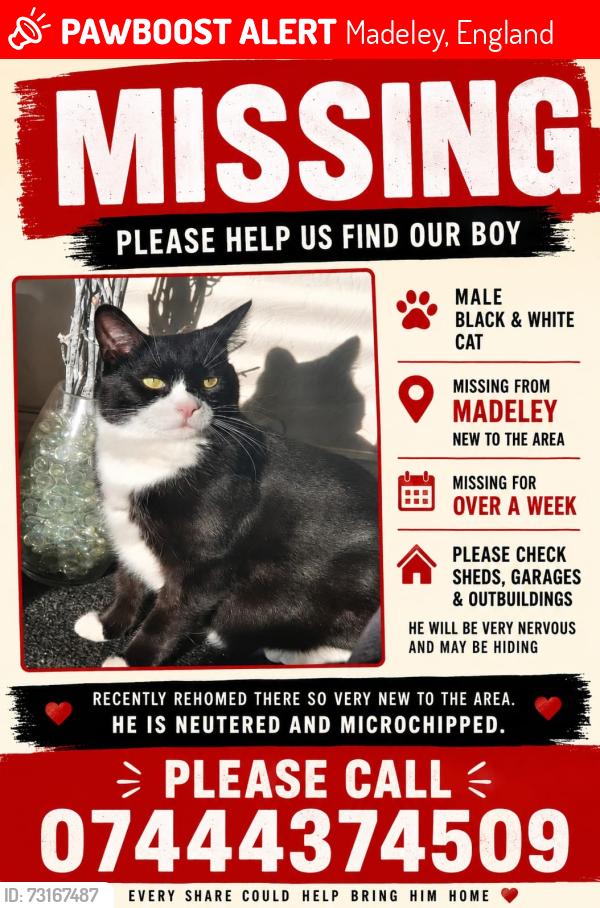 Lost Male Cat last seen Madeley, Madeley, England 