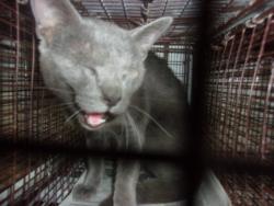 Shelter Stray Male Cat last seen , 14409 Vanowen St, Van Nuys, CA 91405, USA