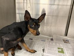 Shelter Stray Unknown Dog last seen , 14409 Vanowen St, Van Nuys, CA 91405, USA
