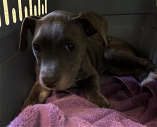 Shelter Stray Female Dog last seen 65TH ST & 4TH AVE, 2127 Front St, Sacramento, CA 95818, USA