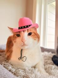 Lost Male Cat last seen Stony plain rd, Edmonton, AB T5N 0V2