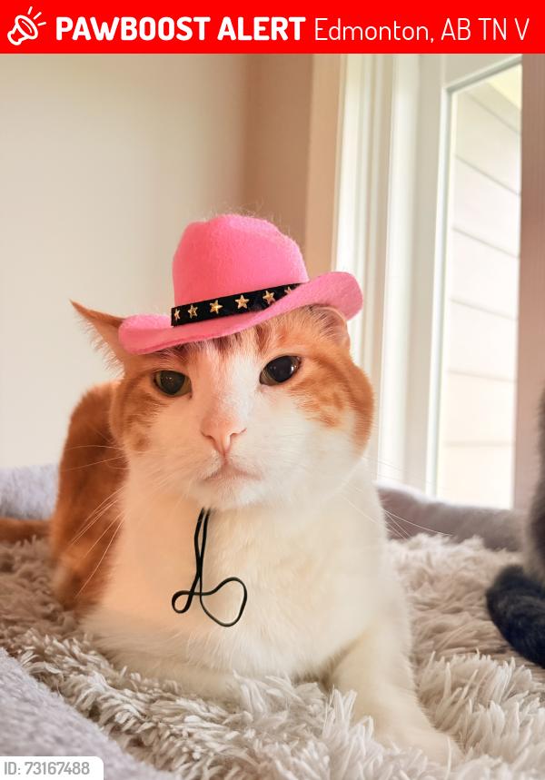 Lost Male Cat last seen Stony plain rd, Edmonton, AB T5N 0V2