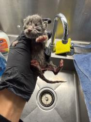 Shelter Stray Unknown Cat last seen , 14409 Vanowen St, Van Nuys, CA 91405, USA