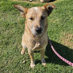 Shelter Stray Female Dog last seen , 600 Aviation Dr, Camarillo, CA 93010, USA
