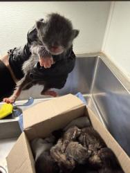 Shelter Stray Unknown Cat last seen , 14409 Vanowen St, Van Nuys, CA 91405, USA