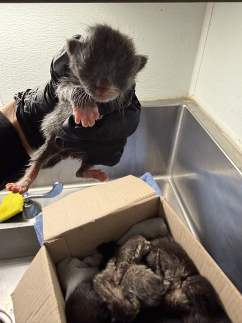 Shelter Stray Male Cat last seen , 14409 Vanowen St, Van Nuys, CA 91405, USA