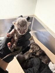 Shelter Stray Unknown Cat last seen , 14409 Vanowen St, Van Nuys, CA 91405, USA