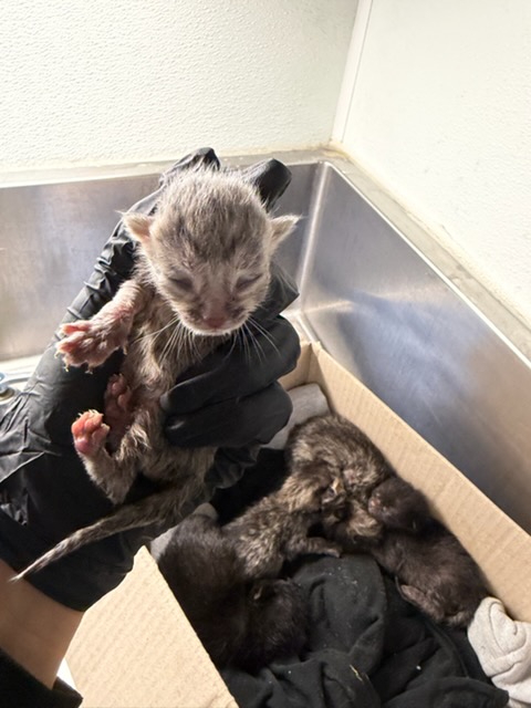 Shelter Stray Female Cat last seen , 14409 Vanowen St, Van Nuys, CA 91405, USA