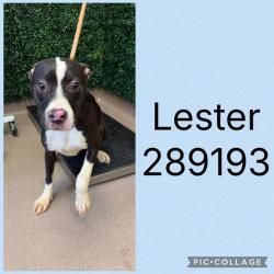 Shelter Stray Male Dog last seen LOG CABIN DR, 4214 Fulton Mill Rd, Macon, GA 31216, USA