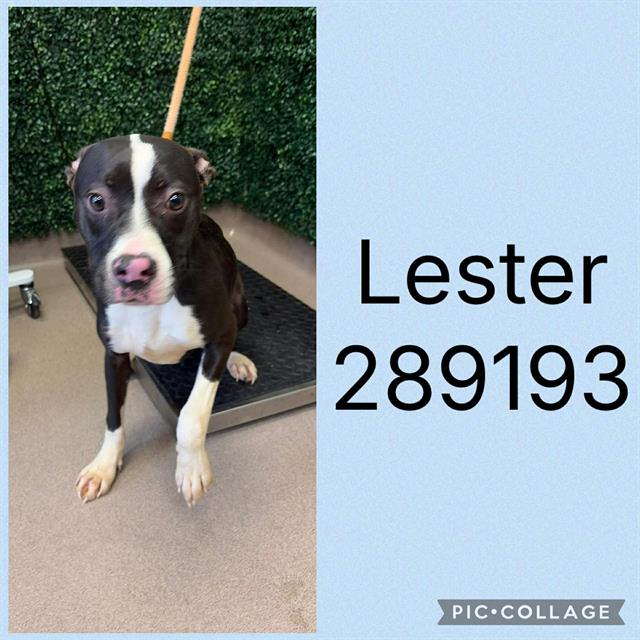 Shelter Stray Male Dog last seen LOG CABIN DR, 4214 Fulton Mill Rd, Macon, GA 31216, USA
