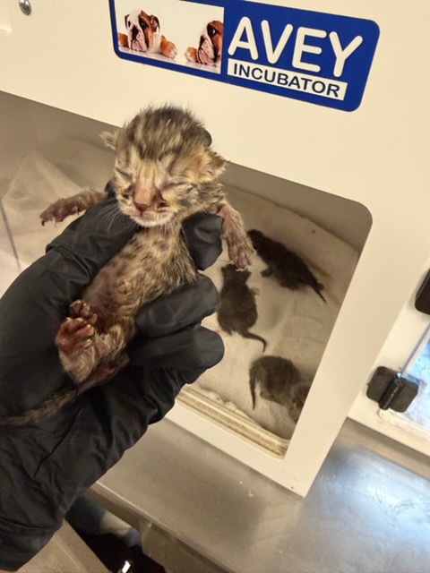 Shelter Stray Female Cat last seen , 14409 Vanowen St, Van Nuys, CA 91405, USA