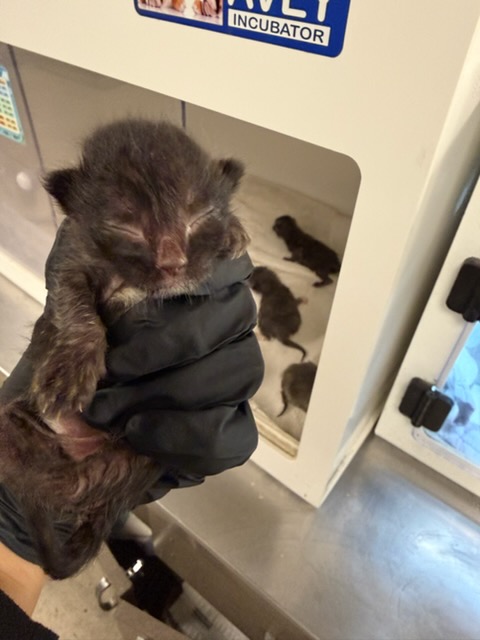 Shelter Stray Male Cat last seen , 14409 Vanowen St, Van Nuys, CA 91405, USA