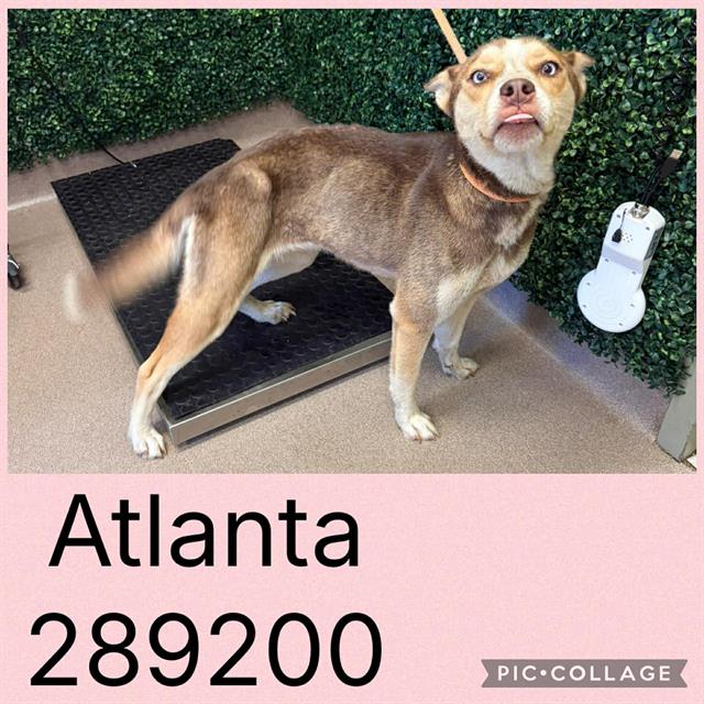 Shelter Stray Female Dog last seen ATLANTIC AVE, 4214 Fulton Mill Rd, Macon, GA 31216, USA