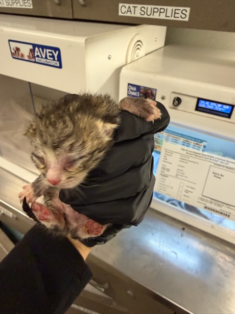 Shelter Stray Female Cat last seen , 14409 Vanowen St, Van Nuys, CA 91405, USA
