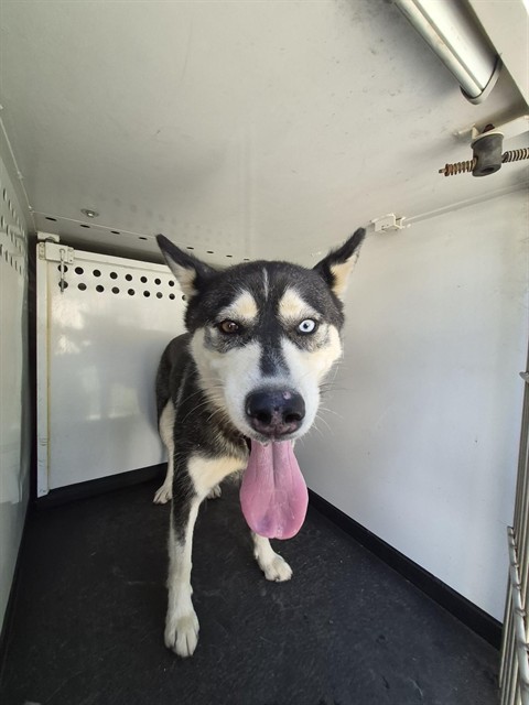 Shelter Stray Female Dog last seen Near BLK SILIVER SPAY AV, BAKERSFIELD CA, 201 S Mt Vernon Ave, Bakersfield, CA 93307, USA