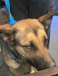 Shelter Stray Female Dog last seen MAITLAND ST BAKERSFIELD, 201 S Mt Vernon Ave, Bakersfield, CA 93307, USA