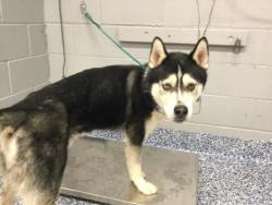 Shelter Stray Male Dog last seen Near BLOCK TORTUGA RD, CATHEDRAL CITY CA 92234, 72050 Pet Land Pl, Thousand Palms, CA 92276, USA